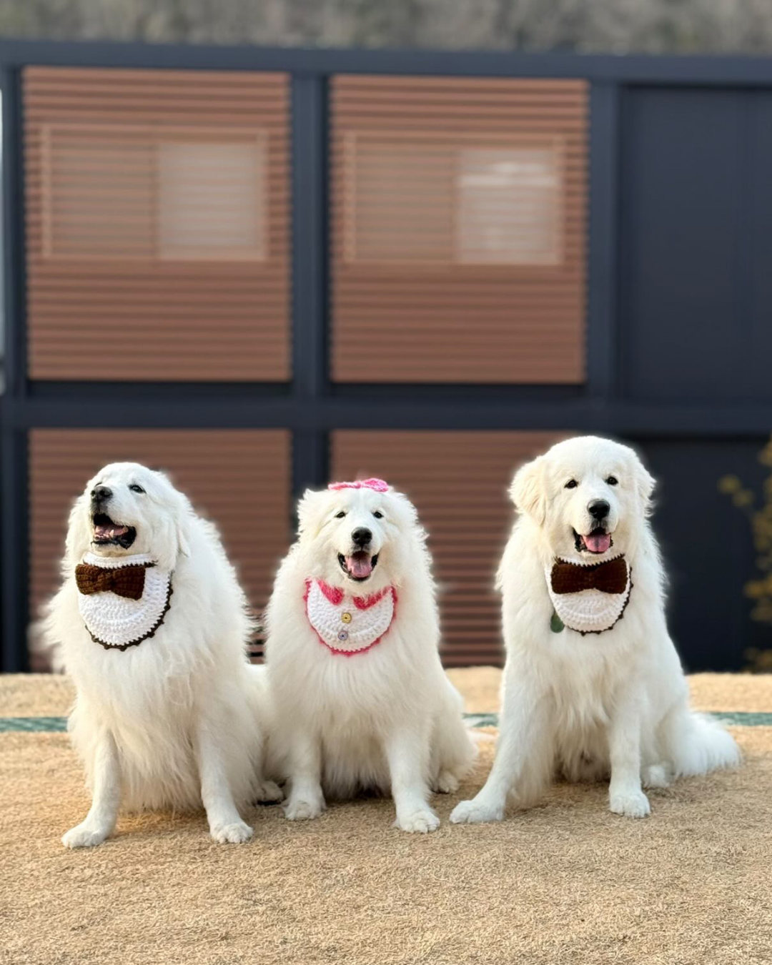 蝶ネクタイや襟付きの手編みスタイを着けた3匹の白い犬