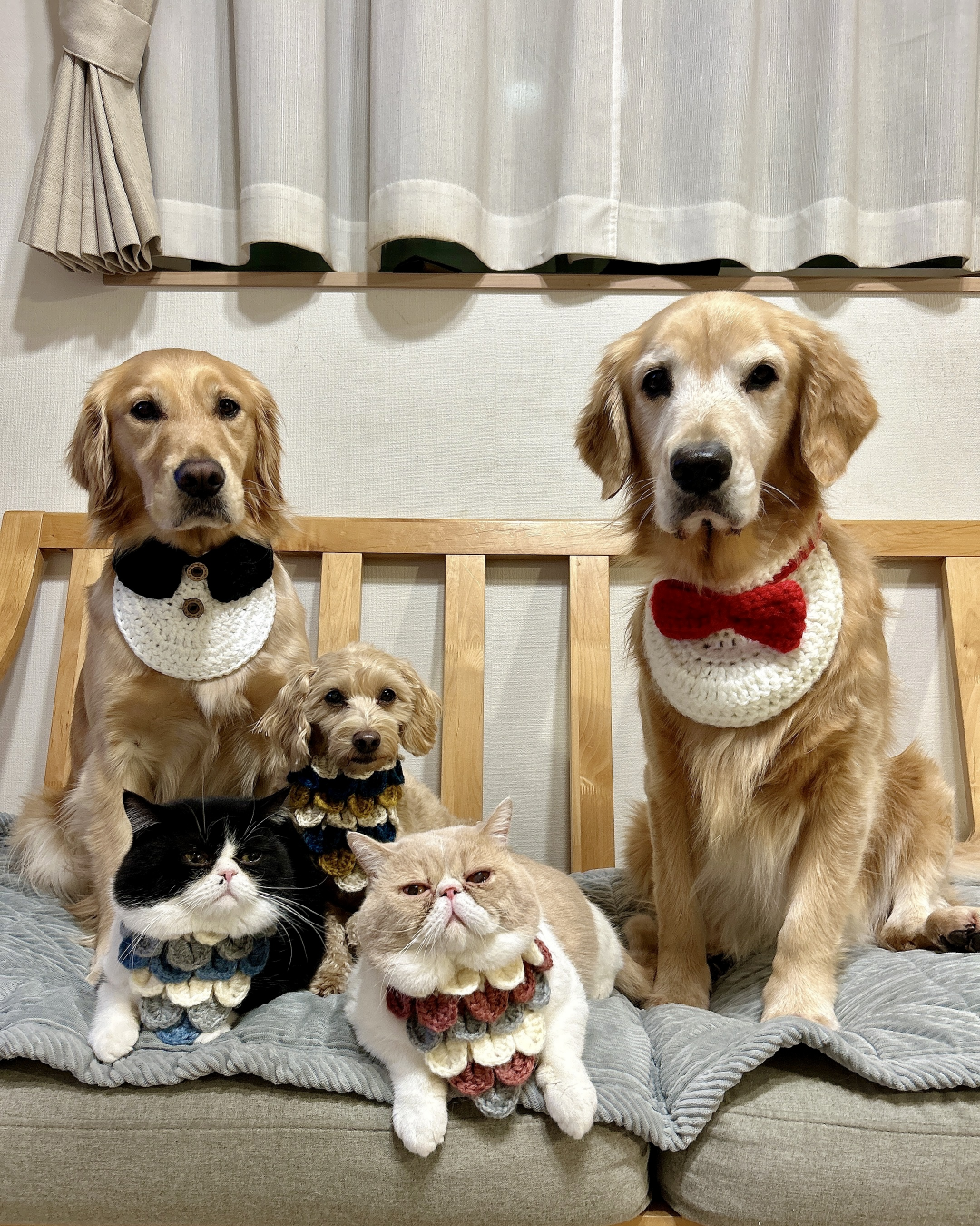Amourの手編みスタイを着けた犬と猫たち