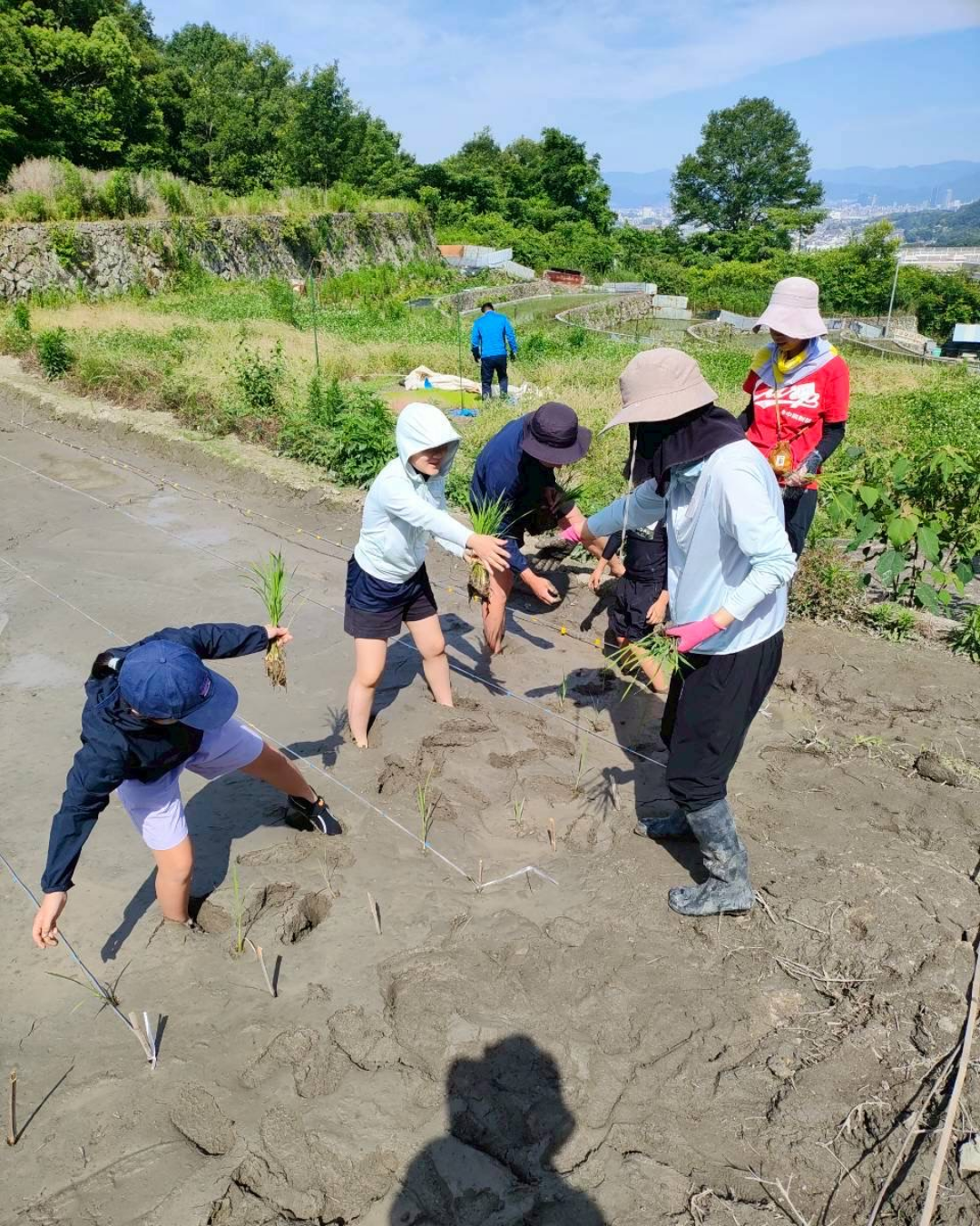自然栽培ダイチの力の田植え体験